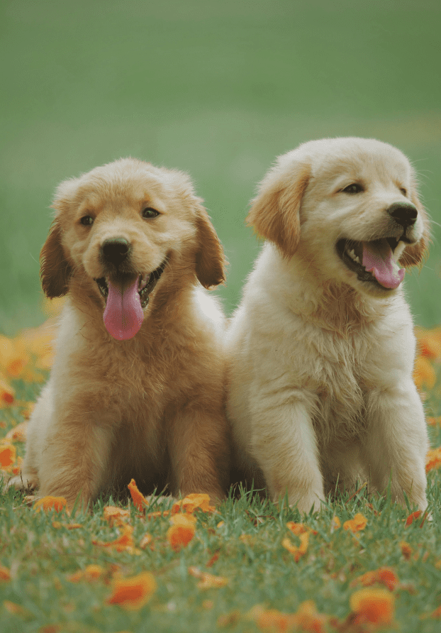 labrador-breeders-near-me