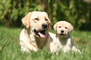 labrador breadeers