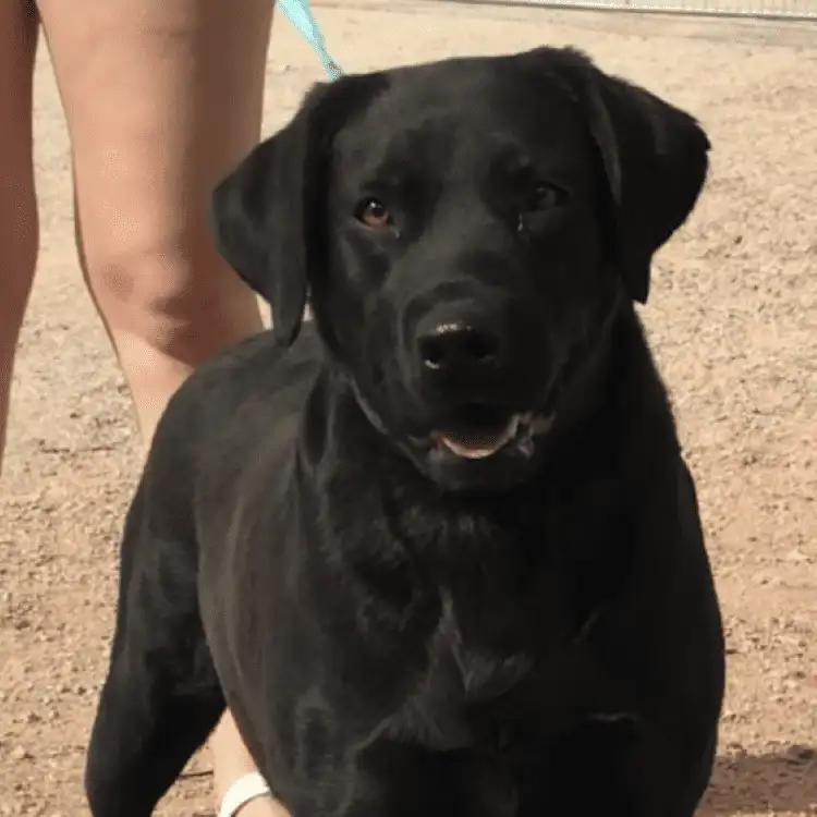 golden labrador retriever