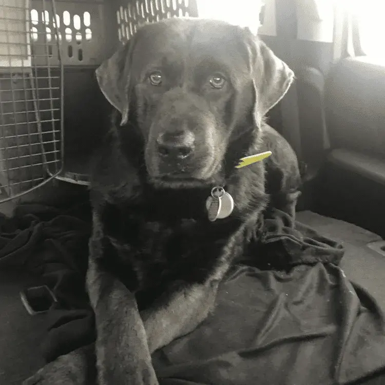 labrador breeders near me