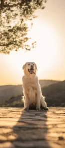 Labrador-Puppies-For-Sale