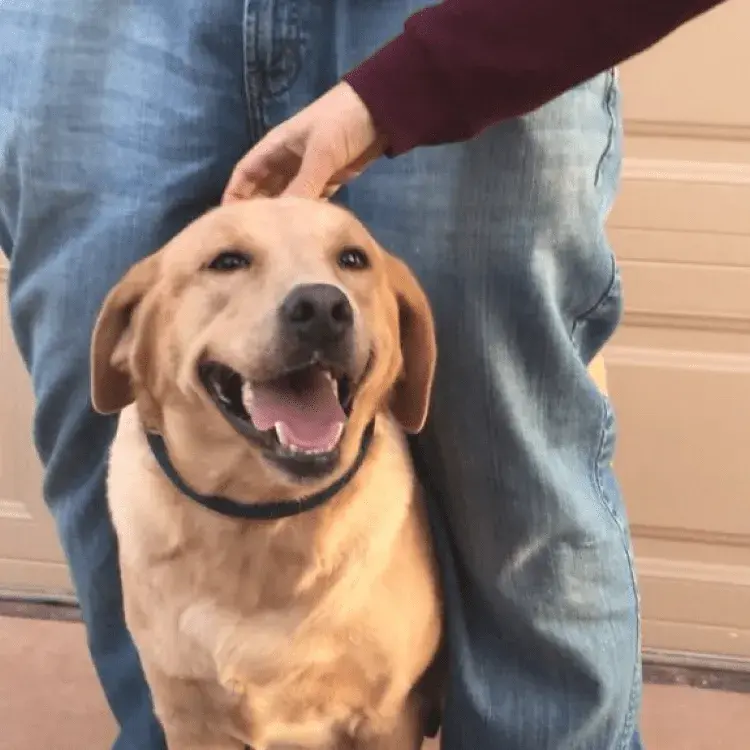 golden labrador retriever