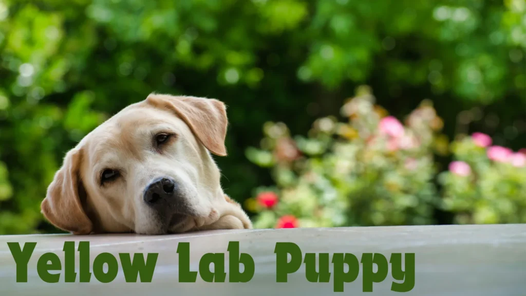 yellow lab puppy