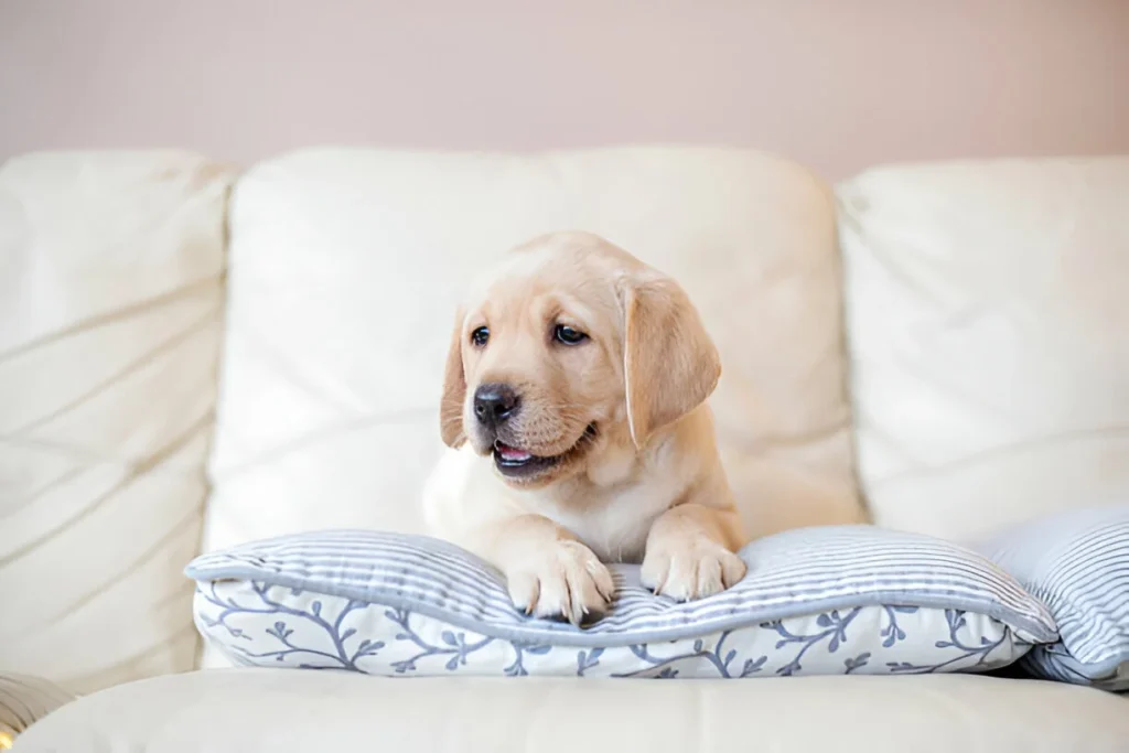yellow lab puppy