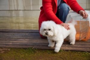 White Labrador Puppies For Sale