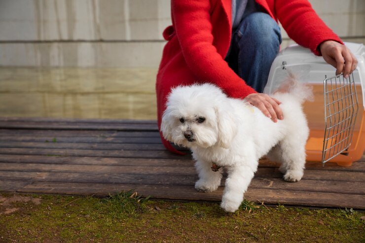 White Labrador Puppies For Sale