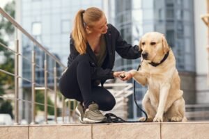 yellow lab puppies in Downtown Los Angeles