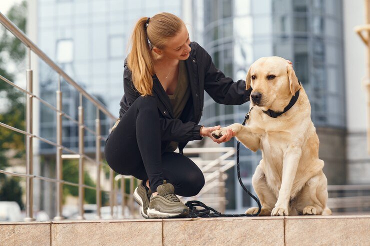 yellow lab puppies in Downtown Los Angeles